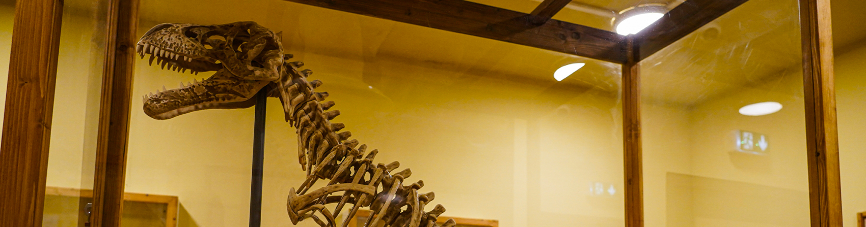 Le squelette de dinosaure sous vitrine, salle Jurassik Room à La Défense